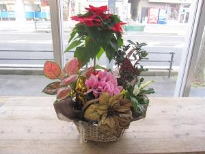 クリスマス　はお花が大人気！！！｜「花の店　しのはらや」　（鹿児島県鹿児島市の花キューピット加盟店 花屋）のブログ