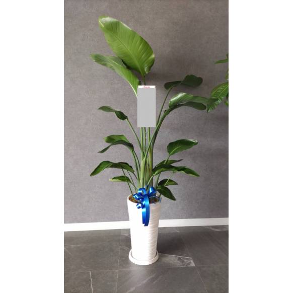 観葉植物 900046